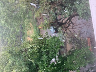 Mai mulți copaci din zona Aleea Circului au fost doborâți de vijelie. Foto: KZRH