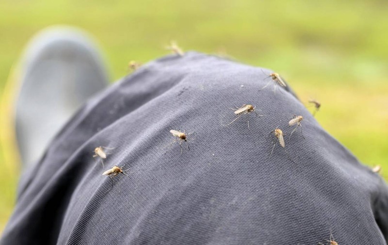 Moscova anunță că țânțarii care trăiesc în Rusia nu sunt infectați cu virusuri periculoase: „Mai ales nu de febră chikungunya”
