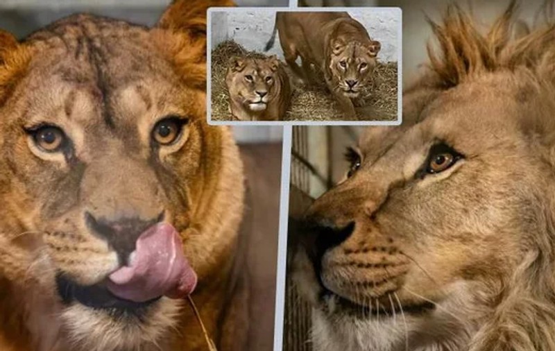 „Victimele neașteptate ale războiului din Ucraina sunt în siguranță”. Leii Atlas, Queen și Luladja au fost salvați și au ajuns într-o grădină zoologică din Franța