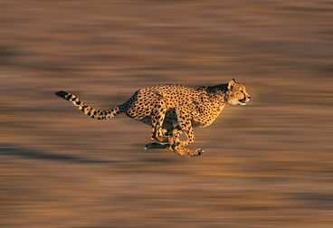 Cele mai rapide animale din lume - Ghepardul