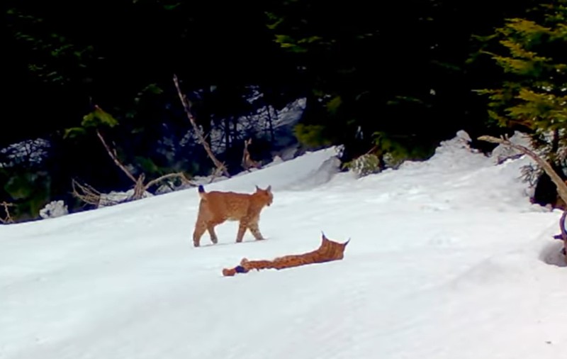 Imagini rare cu doi râși care se joacă prin zăpadă în Parcul Național Piatra Craiului