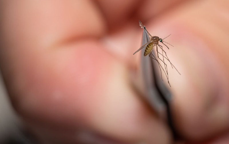 Virusul West Nile, confirmat la Iași. O tânără de 22 de ani din Vaslui a fost diagnosticată