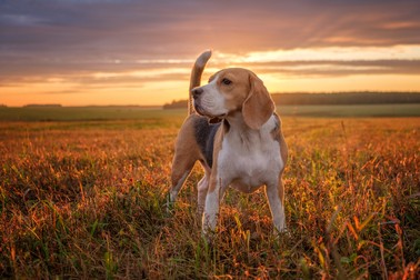 Rase de câini utilitari - Beagle