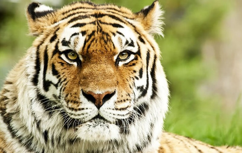 Un tigru de la grădina zoologică Galați, grav bolnav! Veterinarii s-au mobilizat pentru salvarea lui