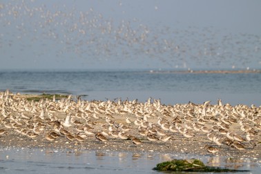 Flora și fauna