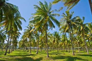 Plantatie de cocotier