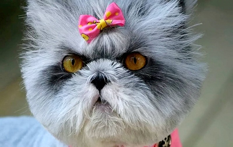 Pisică sau cățel? Ce crezi că este animalul din imagine | FOTO