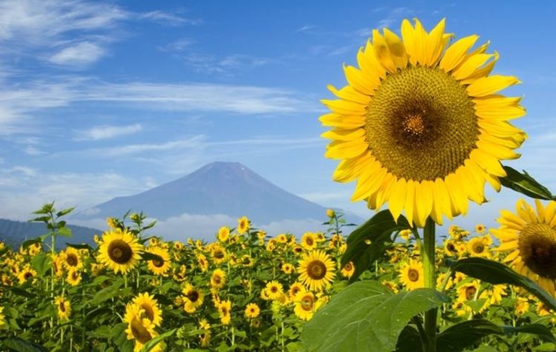 Revoluţie biotehnologică în Argentina! S-a descoperit o genă rezistentă la secetă
