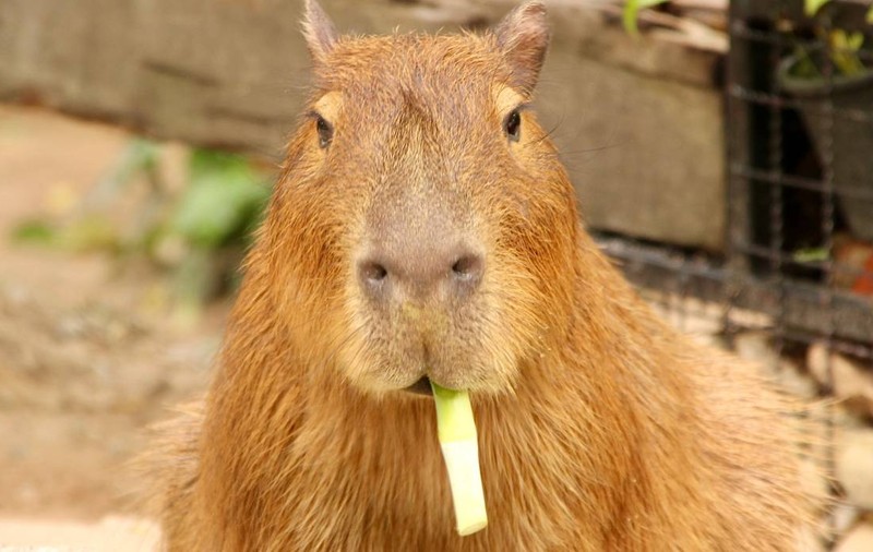 Ultimul membru al unui grup de capibara evadați dintr-o grădină zoologică din China a fost prins. S-a îngrășat în cele două luni în care a fost fugar