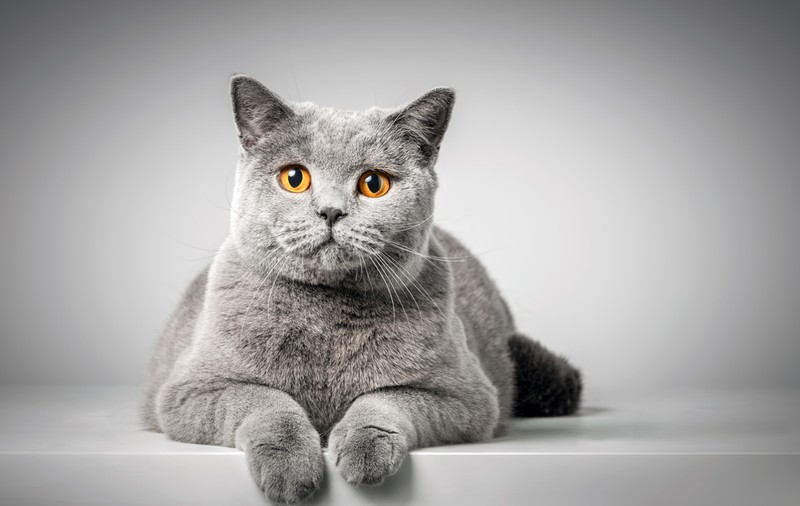 Rase de pisici - cele mai populare rase de feline