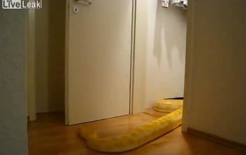 Ce inteligent e! Un piton deschide singur o uşă | VIDEO