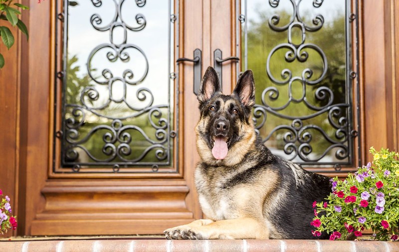 Cei mai buni câini de pază din lume. De la blândul Akita la Rottweilerul care înspăimântă străinii, ce rase sunt cele mai bune pentru a vă proteja familia