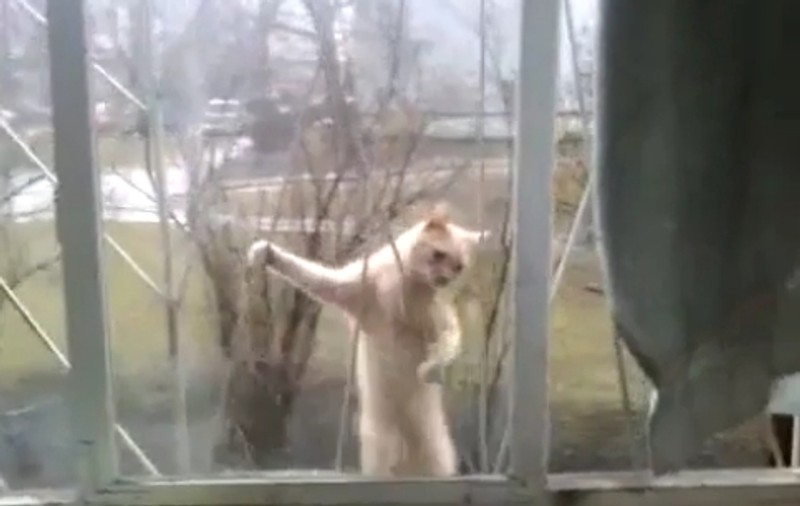 Această PISICĂ ştie să facă ceea ce doar o maimuţă ar putea | VIDEO