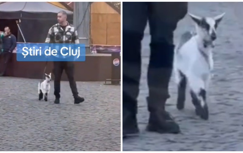 Un bărbat și-a plimbat animalul de companie neobișnuit, în lesă, la Târgul de Crăciun din Cluj și a devenit viral: „Mai amuzant e că s-a și asortat cu el” | VIDEO