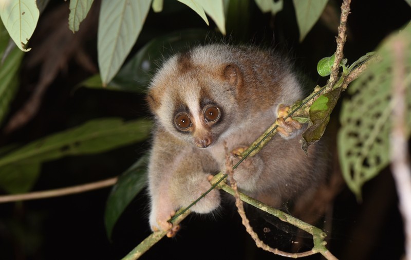 Loris - lucruri mai puțin știute și curiozități despre aceste animale