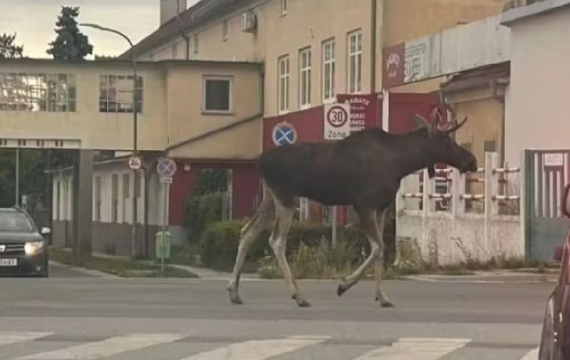Elanul Emil a paralizat traficul feroviar timp de 4 ore, în Austria. Fanii i-au făcut o pagină de Facebook: „Lăsați-l în pace”