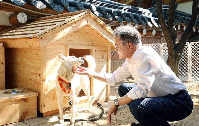 Președintele Coreei de Sud sugerează că țara ar trebui să renunțe la carnea de câine