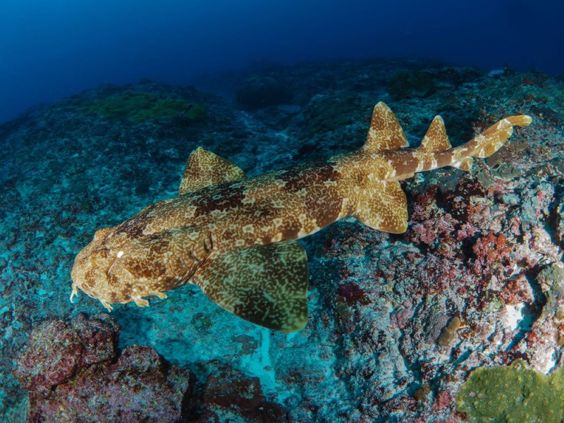 Wobbegong - animale care se camufleaza