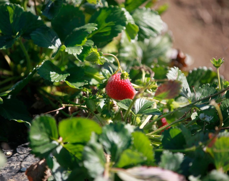 Nouă studenți la Agronomie au făcut dulceață de căpșuni la Vernești trecând prin toate etapele realizării produsului | GALERIE FOTO