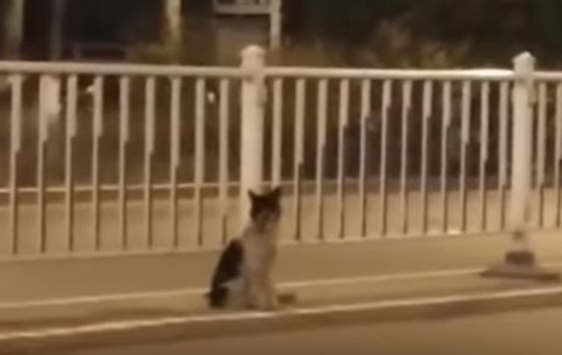 VIDEO | Un câine își așteaptă de două luni stăpânul. Stă exact în locul în care femeia a murit