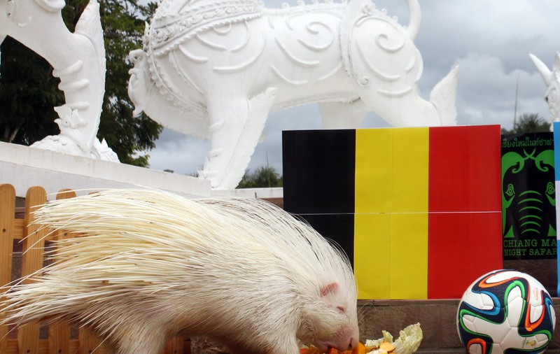 Ariciul Thai bagă spaima în argentinieni