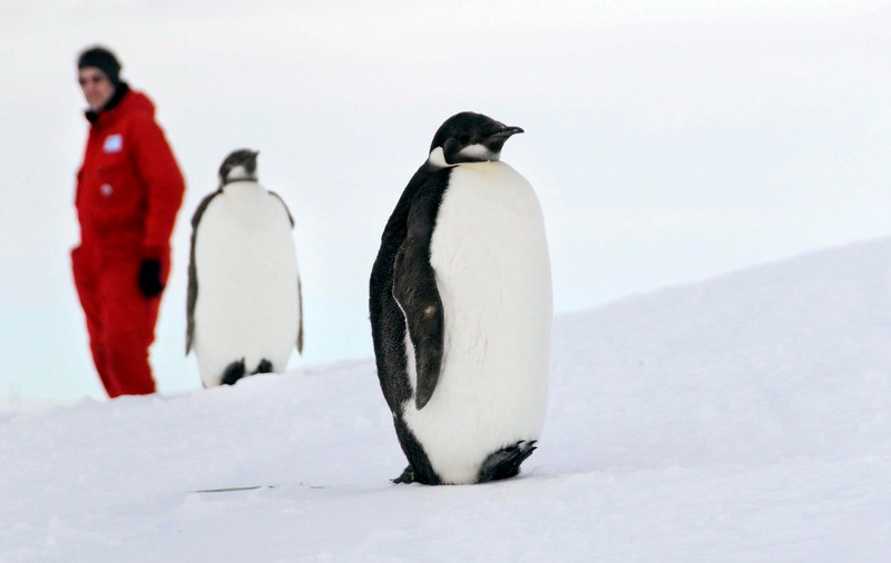 În carantină cu pinguinii. Povestea unui echipaj care s-a întors din Antarctica și a găsit toate granițele închise
