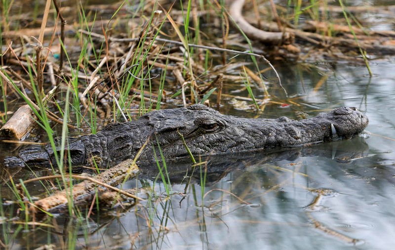 Doi australieni au fost salvați de pe o insulă fără apă potabilă și înconjurată de crocodili. „Au crezut că-și vor găsi sfârșitul”