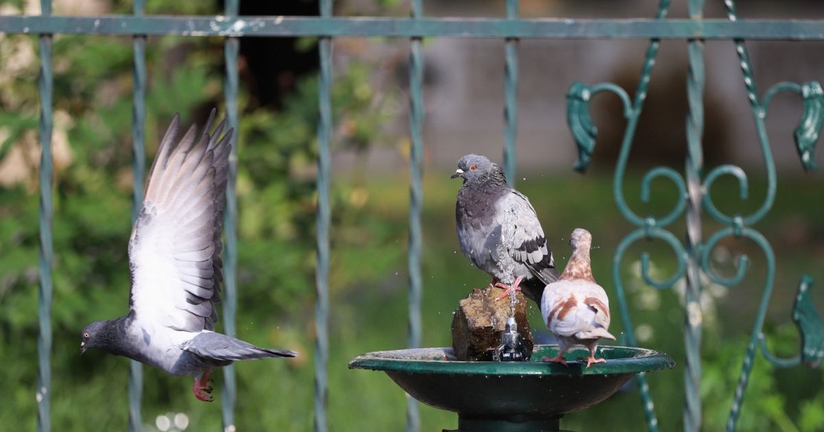 Doi porumbei stau pe o cișmea din care curge apă, în spatele lor se vede un gard verde și o zonă verde, iar în stânga lor este un alt porumbel care zboară