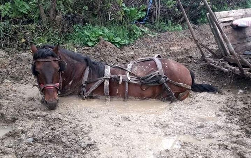 Imagini incredibile. Cal blocat în noroi până la gât, într-o comună din Dolj