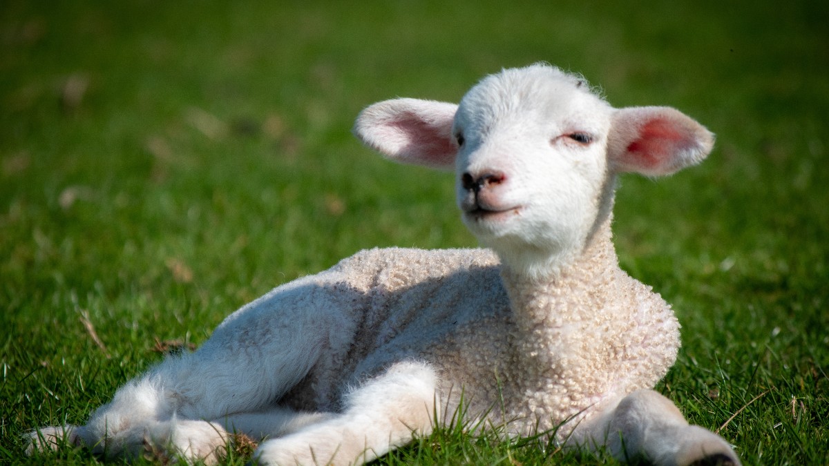 Un miel alb stă întins relaxat pe iarbă verde, într-un cadru luminos de primăvară. Animalul pare liniștit, cu ochii ușor închiși, bucurându-se de soare.