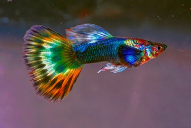 Pești de acvariu - Guppy