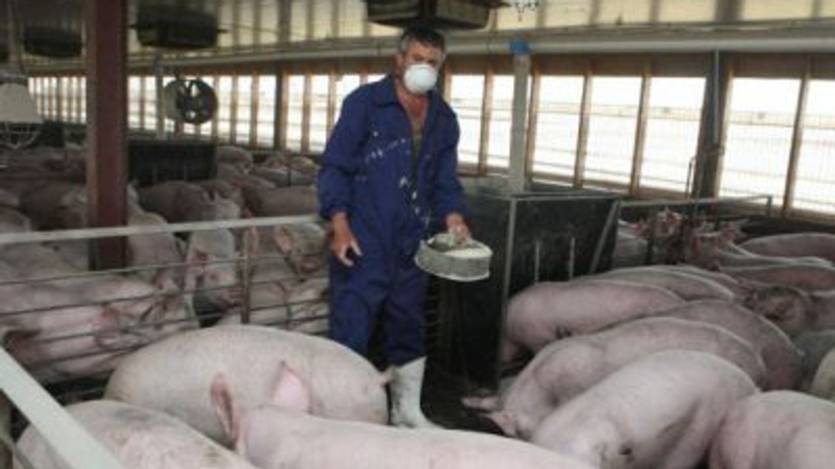 Bulgaria a ridicat 101 kilometri din gardul de la graniţa cu România. Un proprietar de porci poartă mască de protecție, aflându-se într-o fermă cu asemenea animale