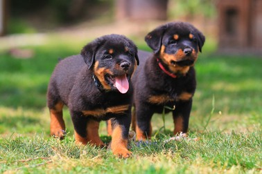 Pui de Rottweiler