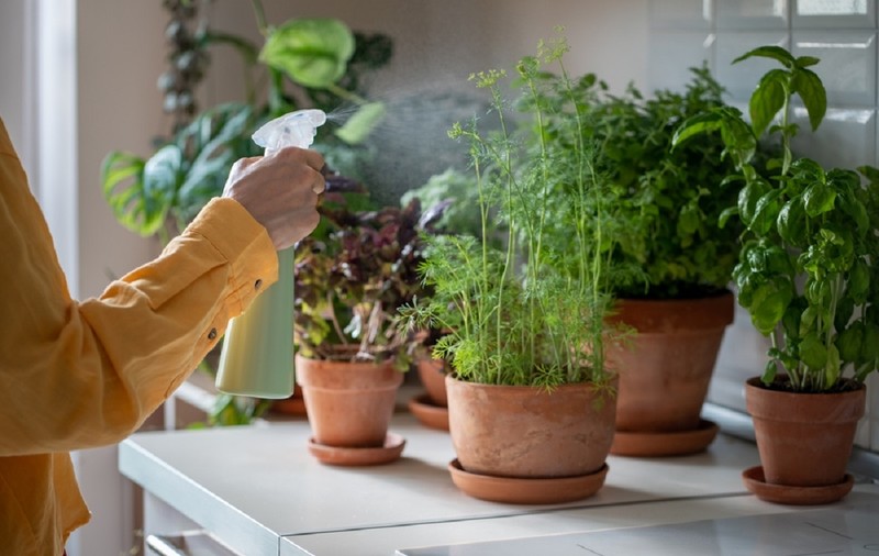 Plante aromatice pe care să le creşti în apartament