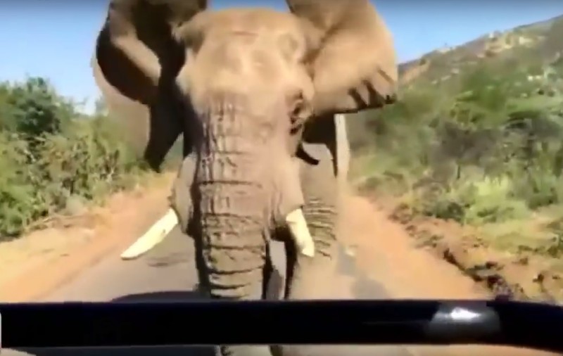 Arnold Schwarzenegger, la un pas să fie atacat de un elefant