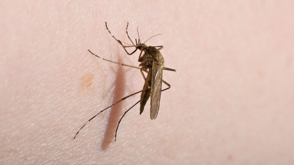 Un țânțar (Aedes flavescens) se așează pe un braț.
