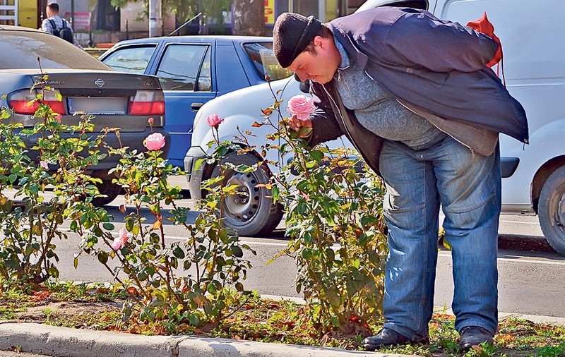 Au "înnebunit"... trandafirii. Temperaturile ridicate au dat peste cap flora