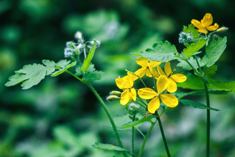 Rostopască - Chelidonium majus