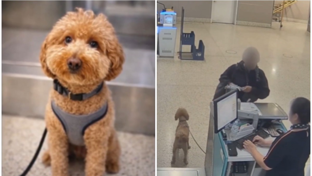 Un cățel maro care privește către cameră, în partea stângă, iar în partea dreaptă este în lesă, ținut de o femeie, într-un aeroport.