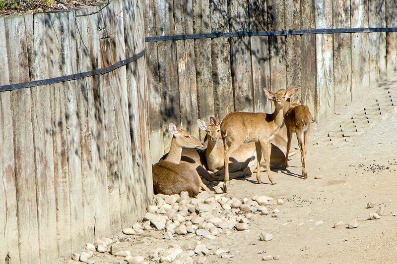 ZOO Praga, căprioare Pudu