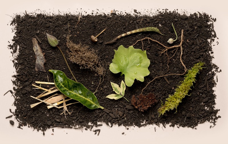 „Înmormântare ecologică”. Statul american New York a aprobat transformarea după deces a corpului uman în compost organic