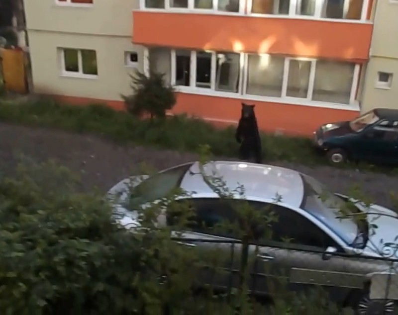 Panică în Bușteni! Un urs înfometat «a luat masa» la tomberonul dintre blocuri
