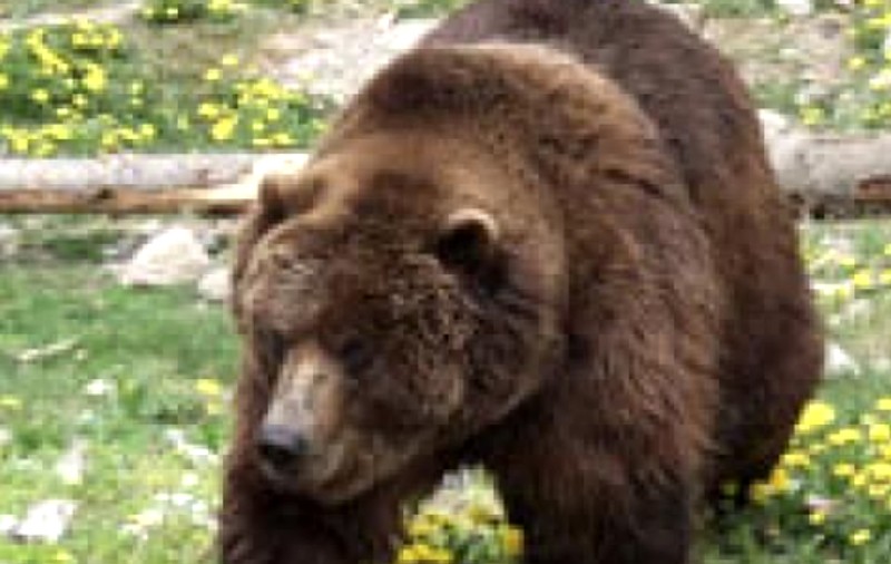 Ursoaica Pamela, transferată în rezervația de la Zărnești. O băteau masculii la Grădina Zoologică!