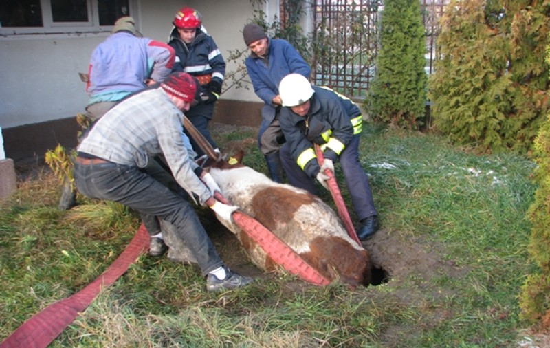 Misiune grea pentru pompierii bistriţeni: Au scos dintr-un canal o vacă de 300 de kilograme