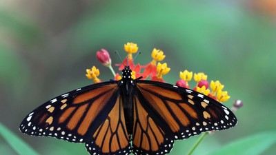 Monarch Migration, Memphis, Tennessee, USA - 12 Oct 2024