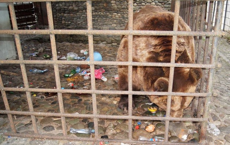 Ruşii vor să trimită doi urşi beţivi la dezalcoolizare... în România | VIDEO 