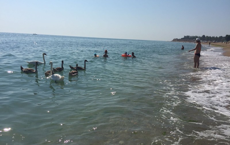 Familie de lebede la Marea Neagră. Imagini de vis pentru turiștii veniți pe litoral | FOTO ȘI VIDEO