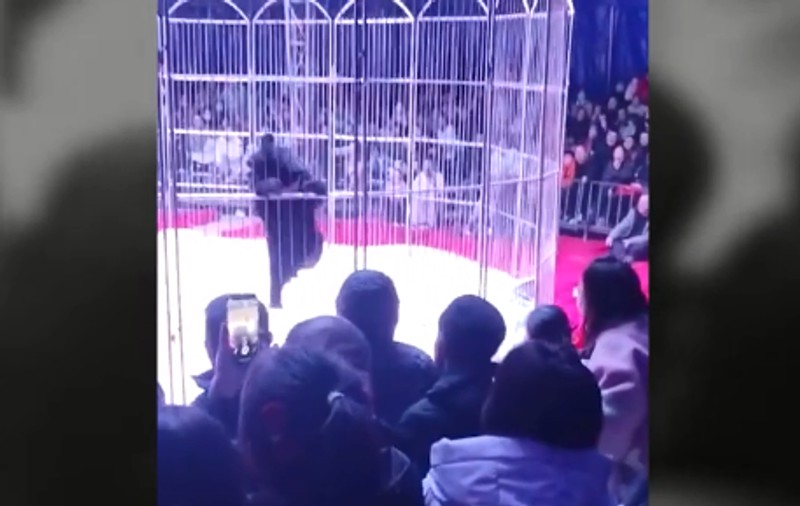 Momente de panică la un circ din China, după ce un urs a fost la un pas să iasă din cușcă | VIDEO