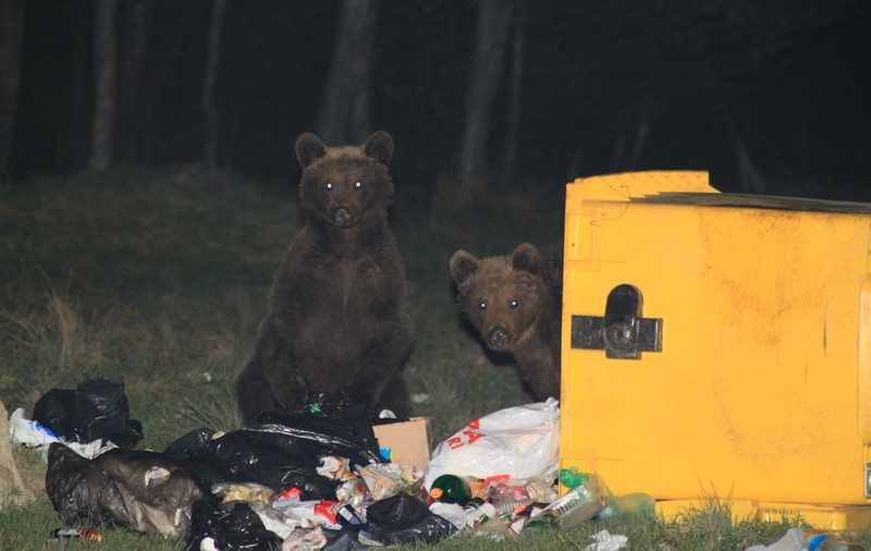 Urs lovit de mașină la Bușteni. Turiștii, avertizați că animalul poate fi rănit și violent