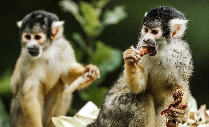 ZOO Apeldoorn, Olanda. Foto: EPA